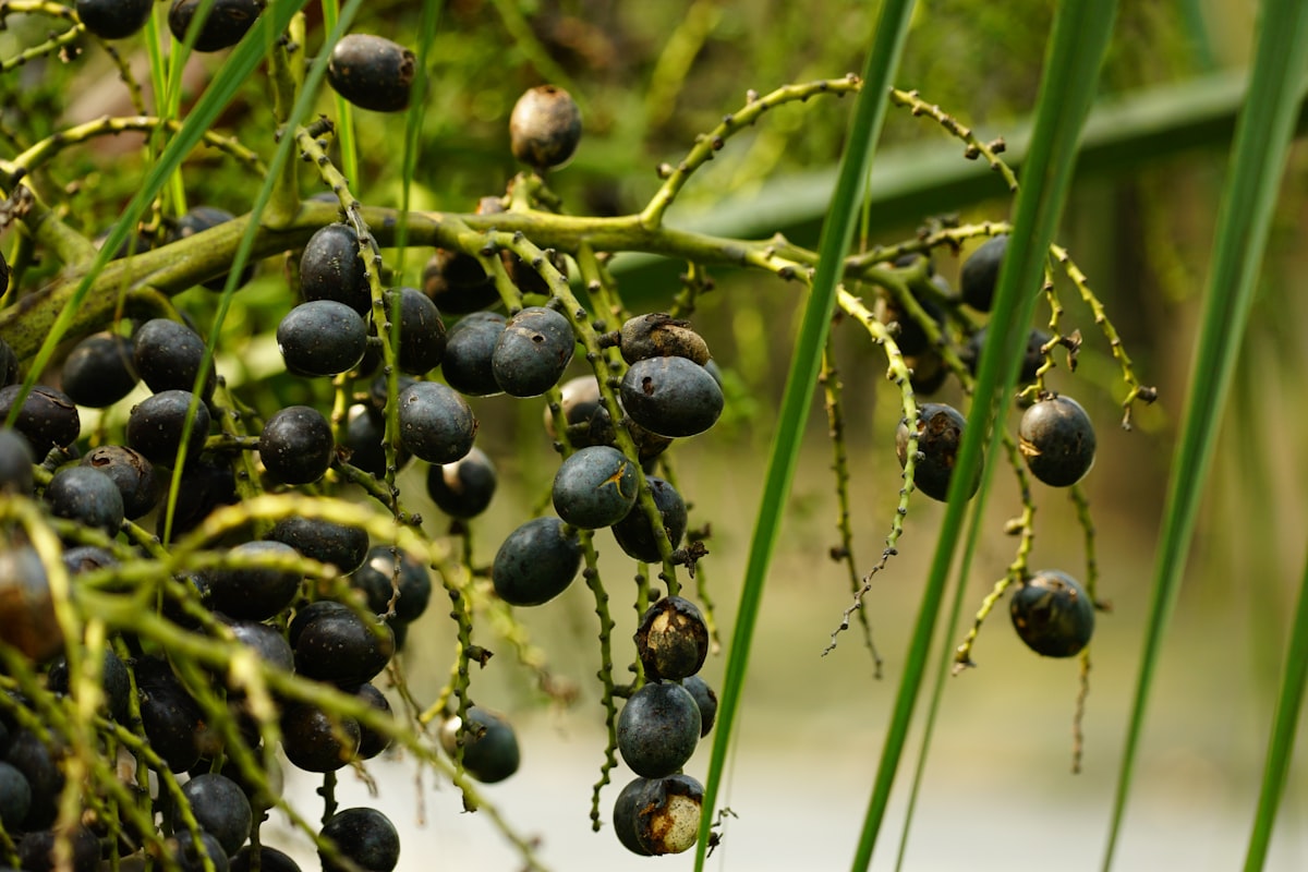 Natural supplements for men's health