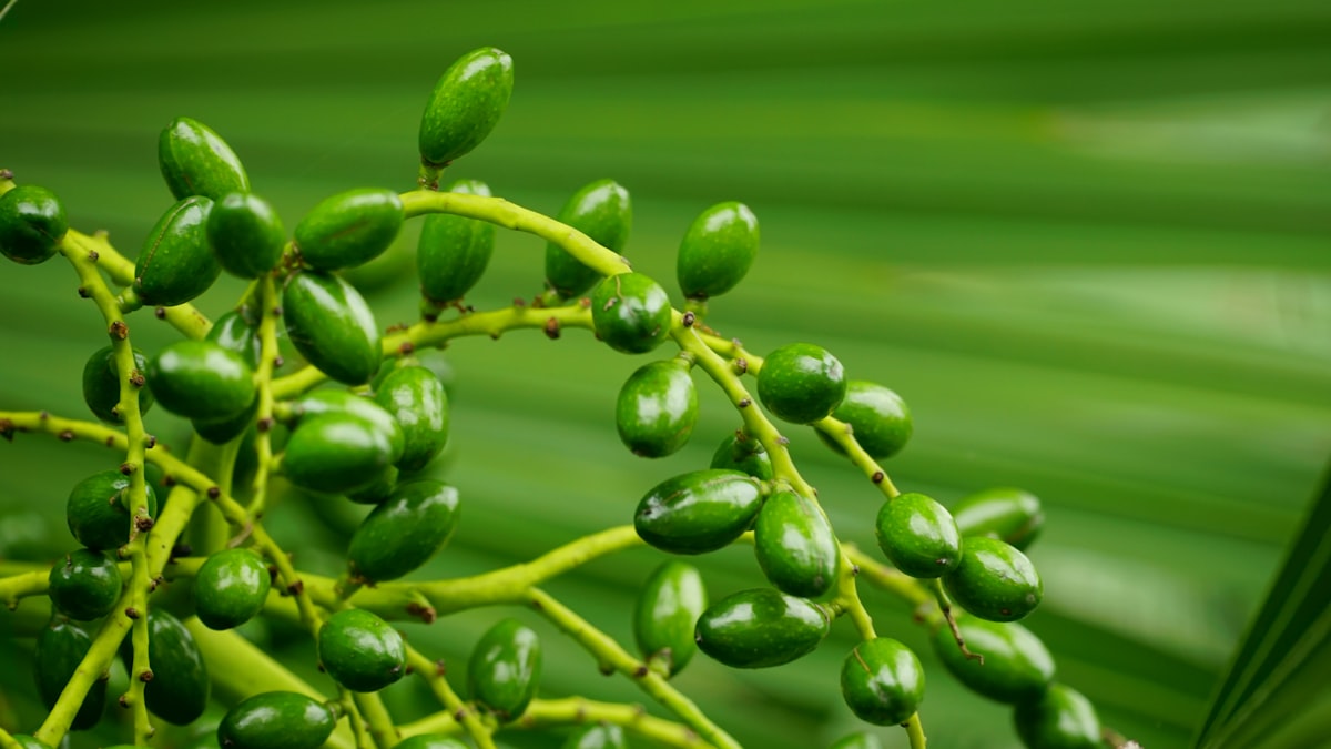 Educational resources about natural supplements